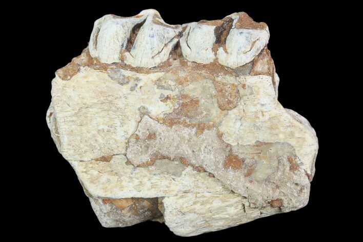 Oligocene Horse (Mesohippus) Jaw Section #101869
